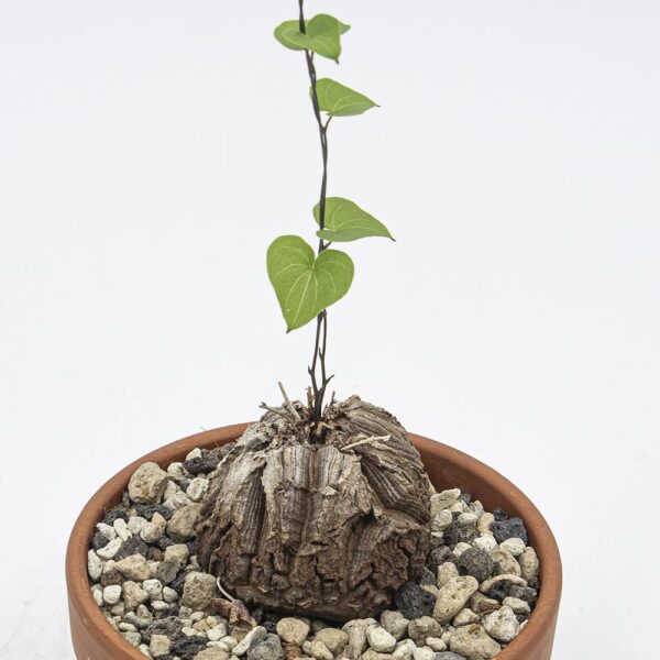 Testudinaria elephantipes gefurcht