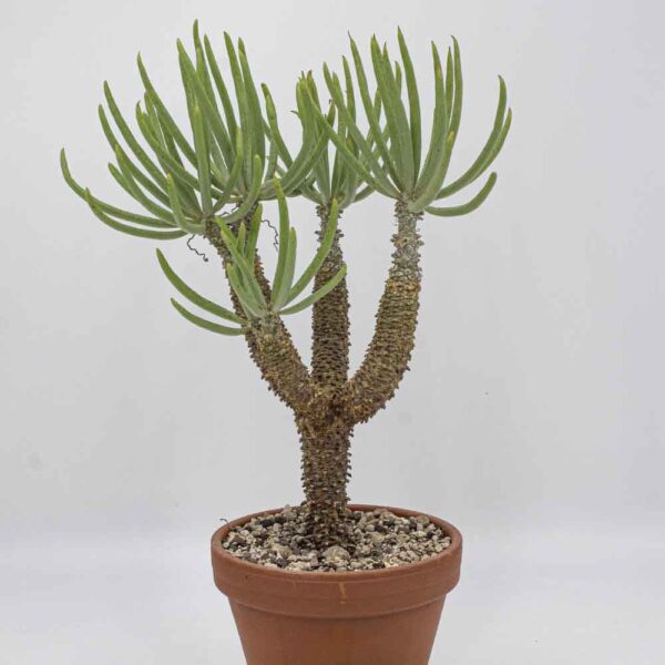 Thylecodon wallchii