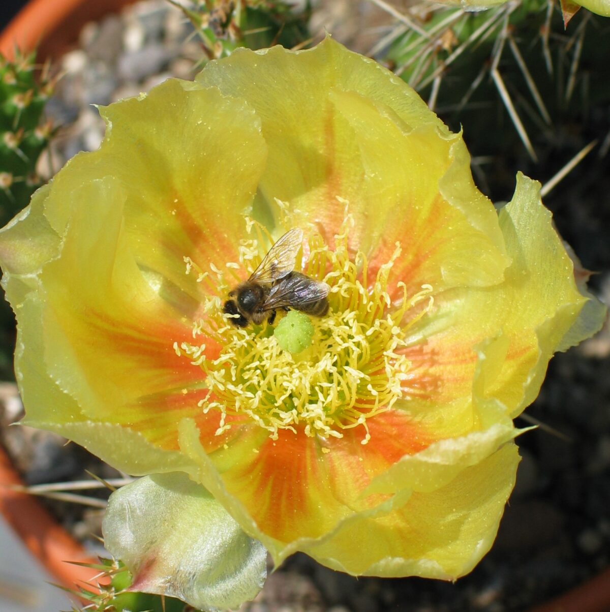 Opuntia "Susannae" mittel – Bild 2