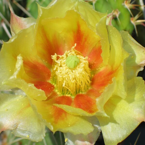 Opuntia "Susannae" mittel