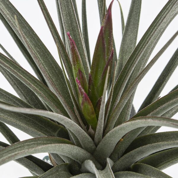 Tillandsia Reylis Best mit Knospe