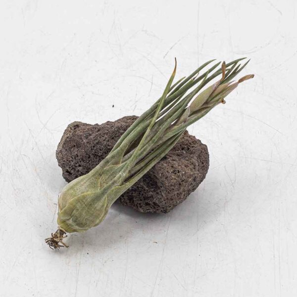Tillandsia ariza-juliae