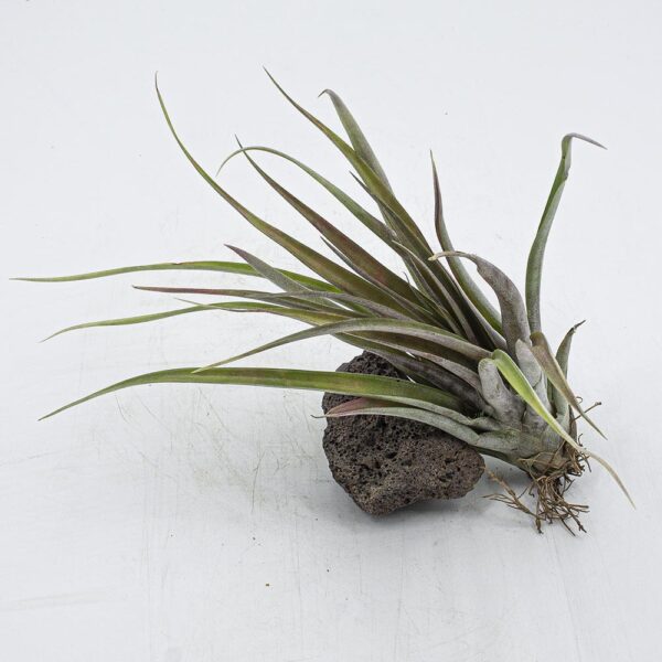 Tillandsia capitata red