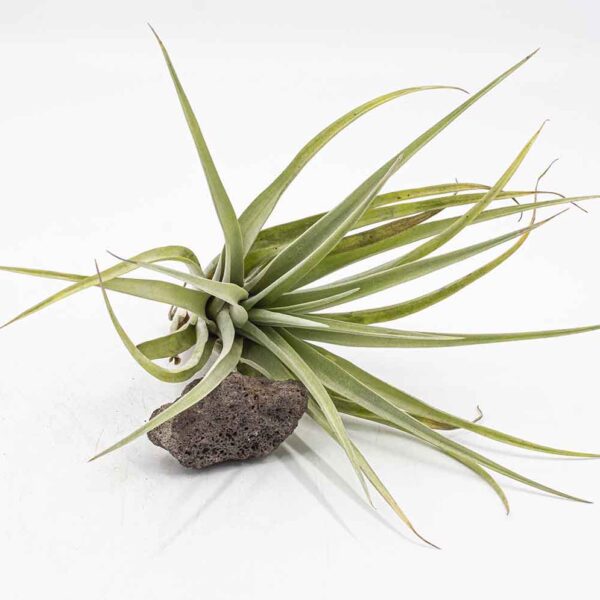 Tillandsia capitata yellow