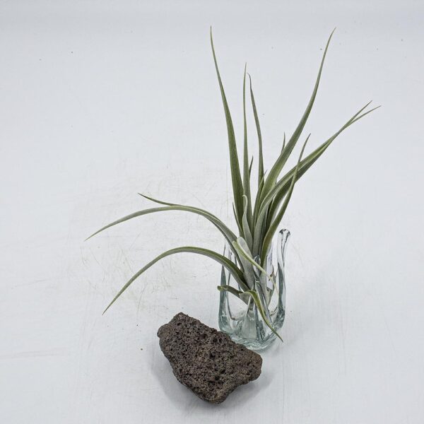 Tillandsia elisabethae