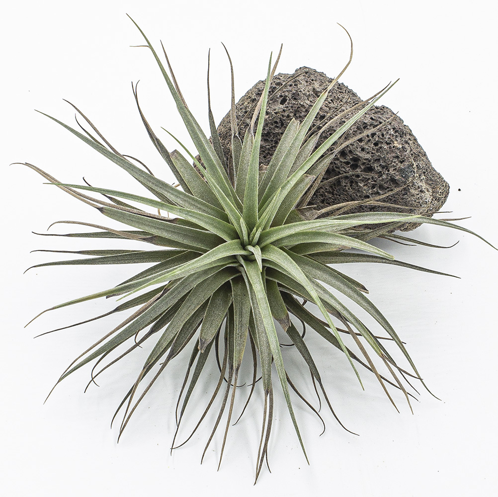 Tillandsia espinosae
