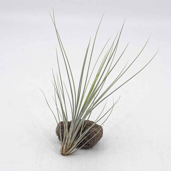 Tillandsia exserta