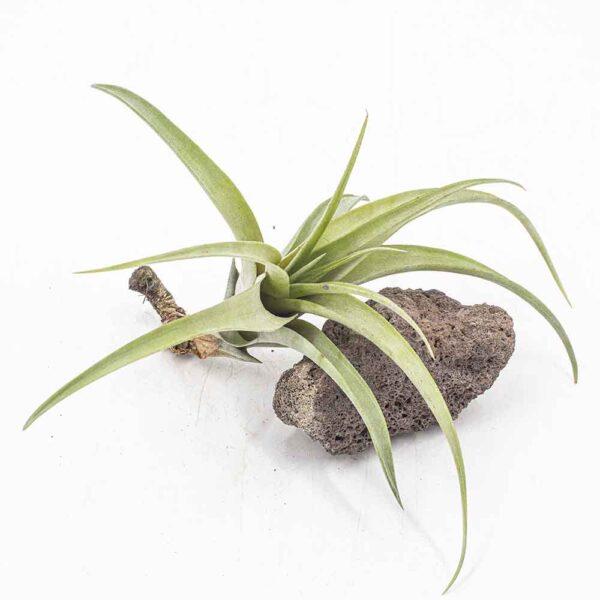 Tillandsia flexuosa vivipara