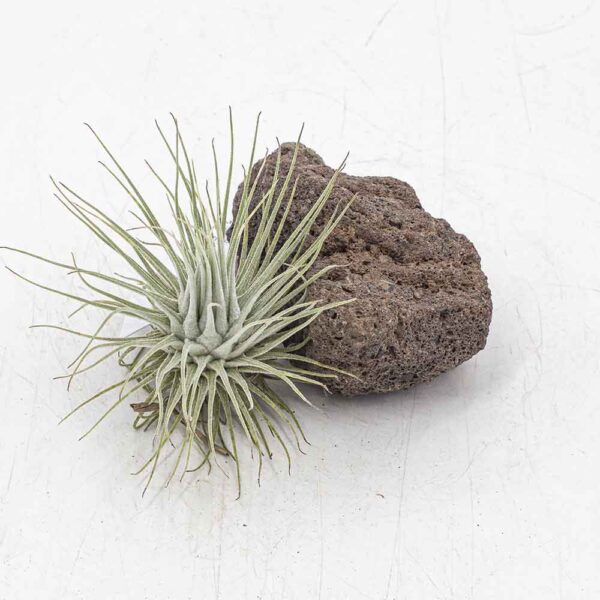 Tillandsia fuchsii mexico