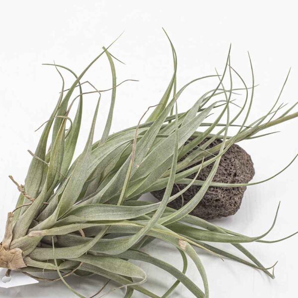 Tillandsia incarnata mit Knospe