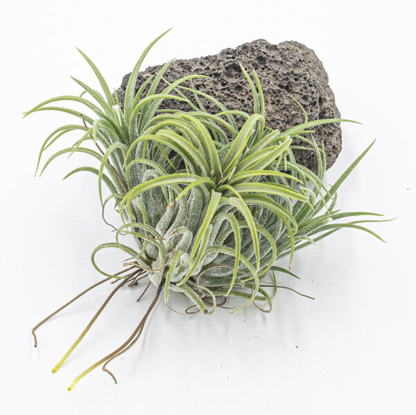 Tillandsia ionantha Druid Büschel – Bild 2