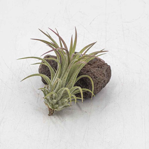 Tillandsia ionatha curly peach