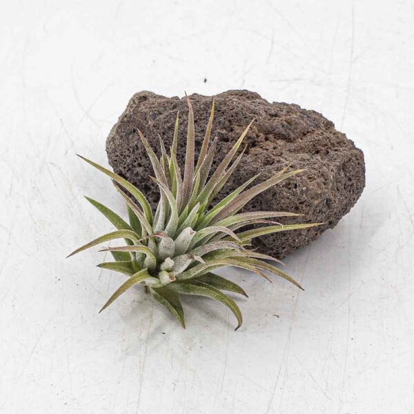 Tillandsia ionatha red marble