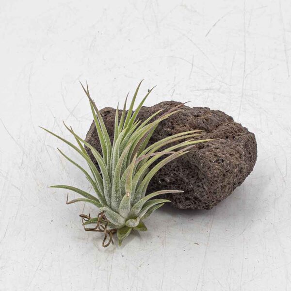 Tillandsia ionantha rubra