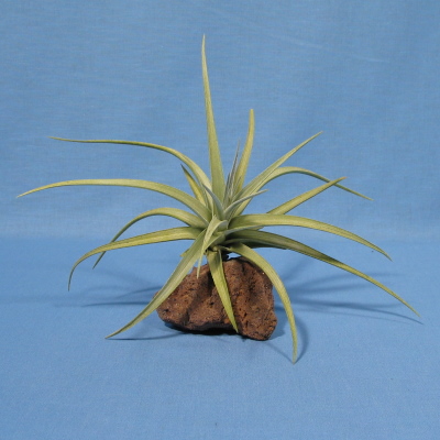 Tillandsia ixioides