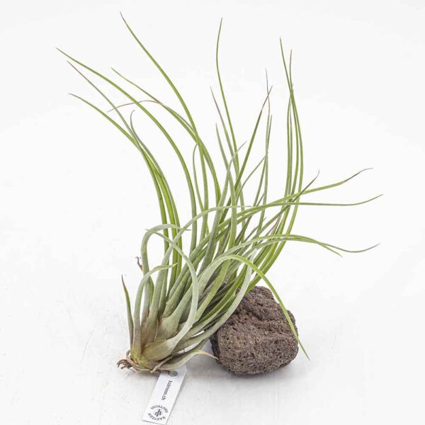 Tillandsia merlin