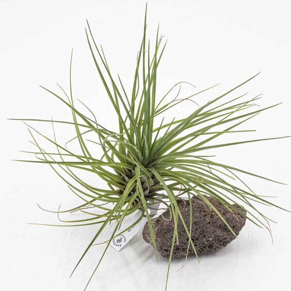 Tillandsia moscosoi