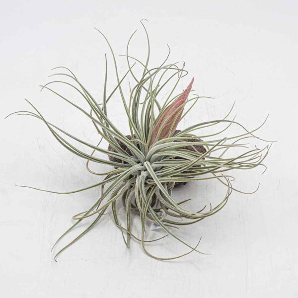 Tillandsia oaxacana velickiana mit Knospe