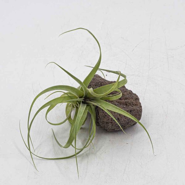 Tillandsia polystachia