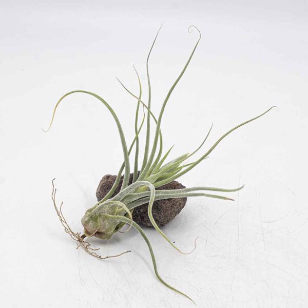 Tillandsia pruinosa silver mit Knospe