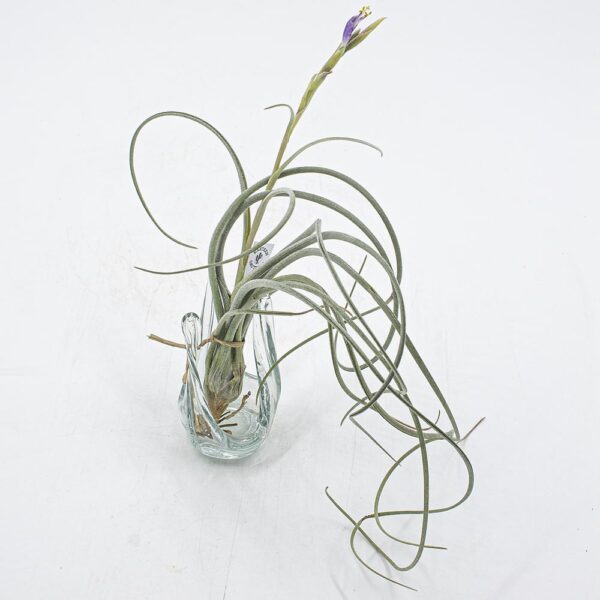 Tillandsia pseudobailey mit Knospe