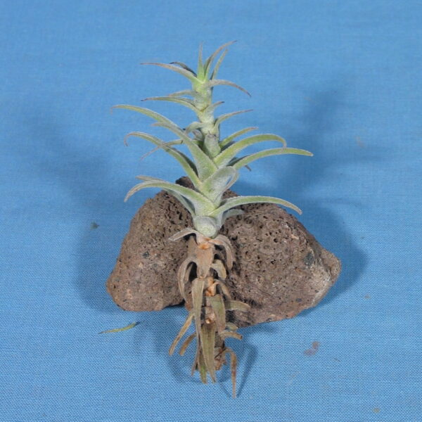 Tillandsia purpurea Shooting Star