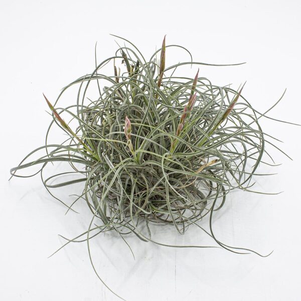 Tillandsia rectifolia Pulk