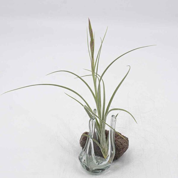 Tillandsia rectifolia mit Blüte
