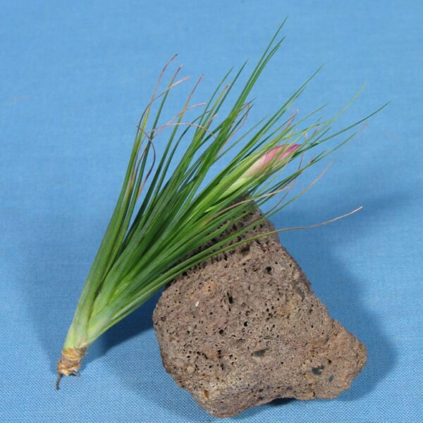 Tillandsia seideliana