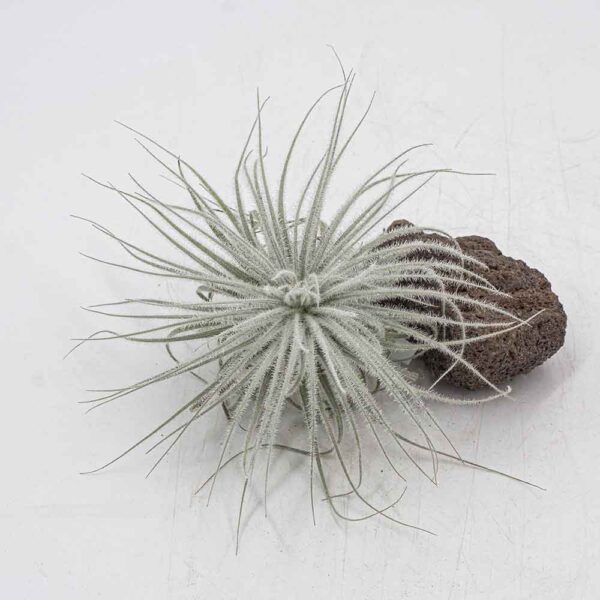Tillandsia tectorum Snow