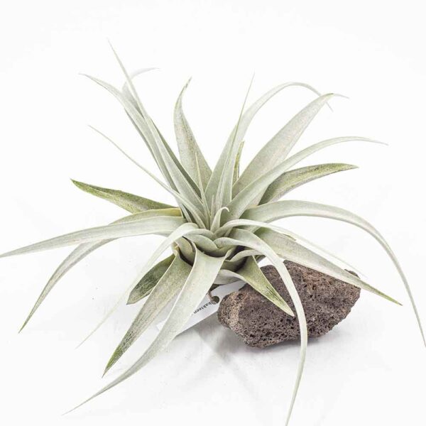 Tillandsia tomaselli
