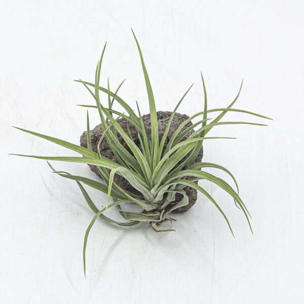 Tillandsia velutina