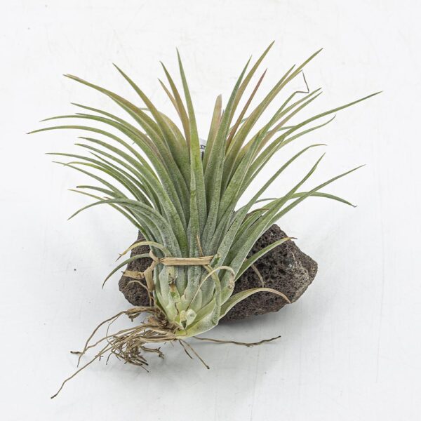 Tillandsia victoria Red spledor