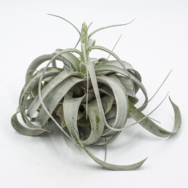 Tillandsia xerografica mit Knospe