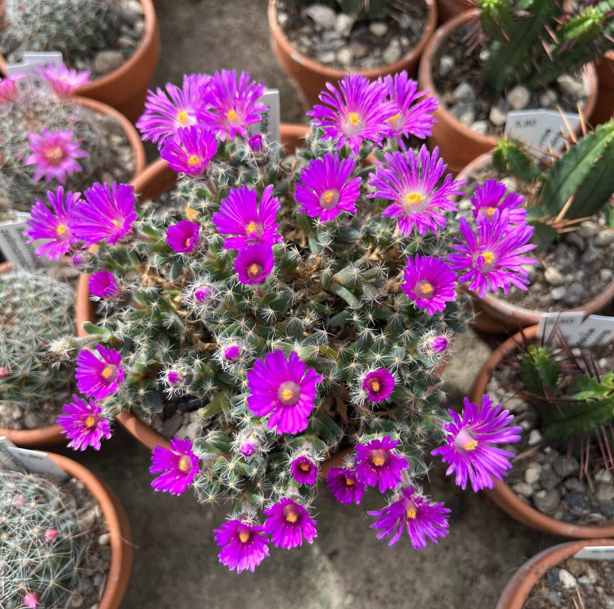 Trichodiadema densum – Bild 2