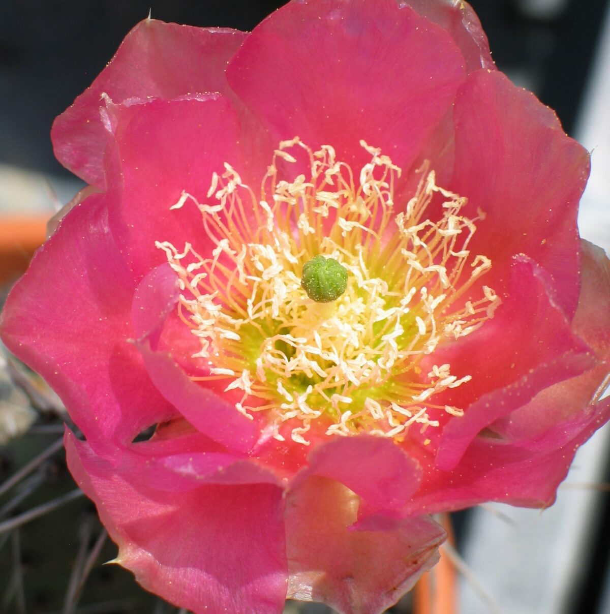 Opuntia "Wibke" blühfähig
