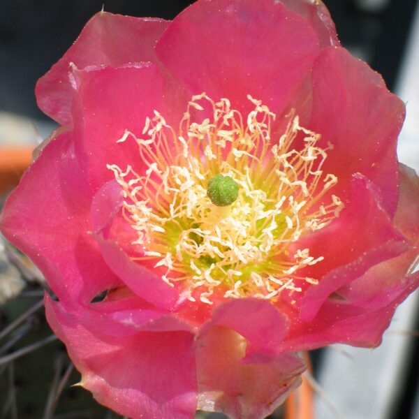 Opuntia "Wibke" blühfähig