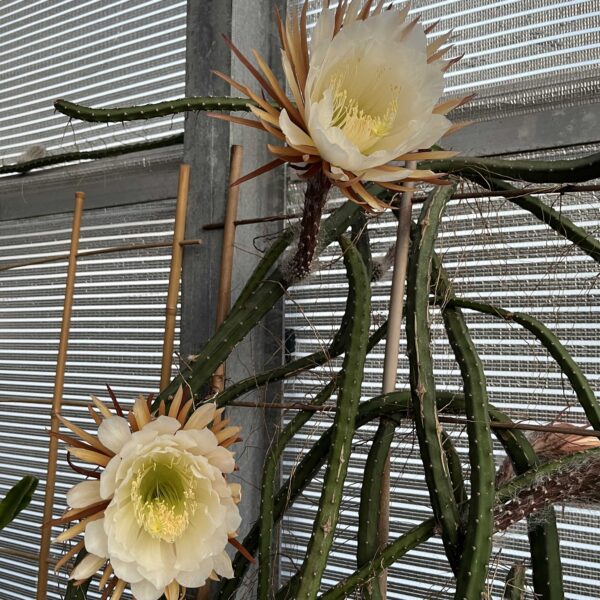 Selenicereus grandiflorus blühfähig