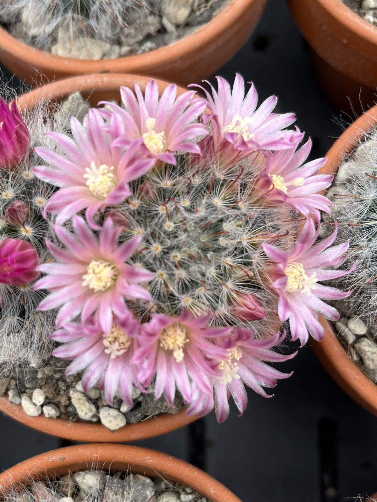 Mammillaria bocasana – Bild 3