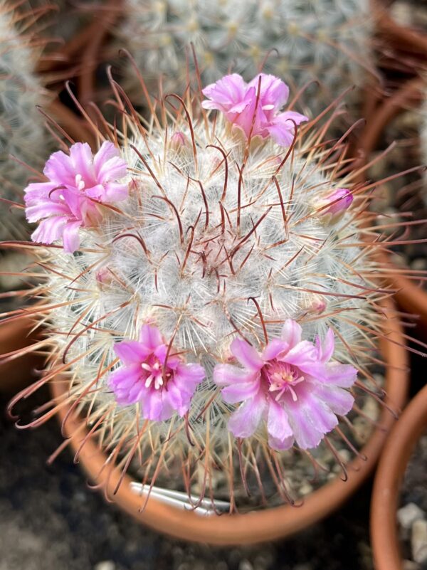Mammillaria bombycina Gruppe – Bild 4
