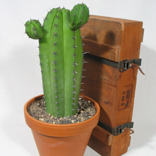 Polaskia chichipe 2-armig – Bild 5