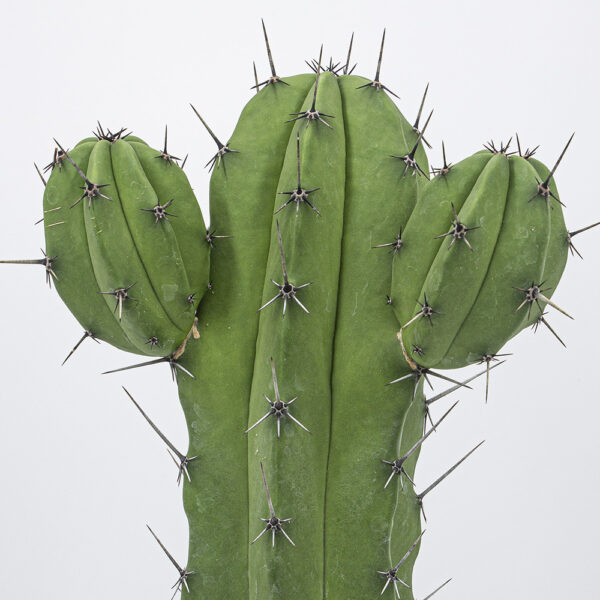 Polaskia chichipe 2-armig – Bild 4