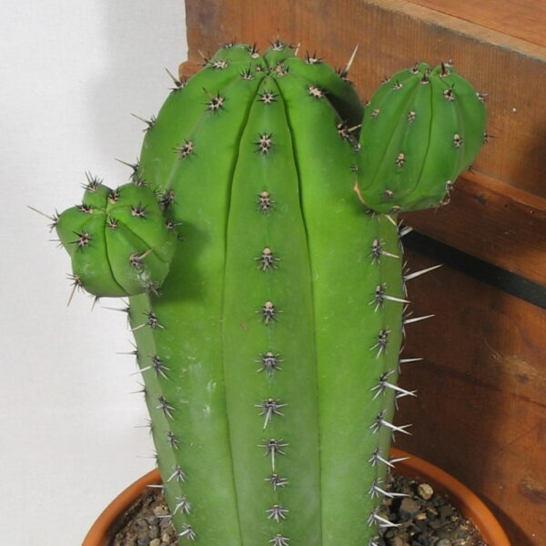 Polaskia chichipe 2-armig – Bild 3