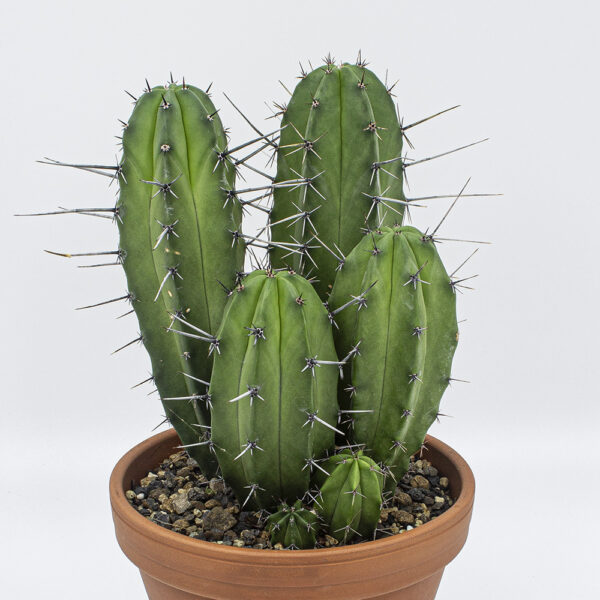 Polaskia chula gross – Bild 3