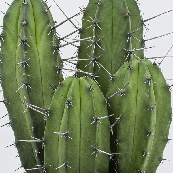 Polaskia chula gross – Bild 2