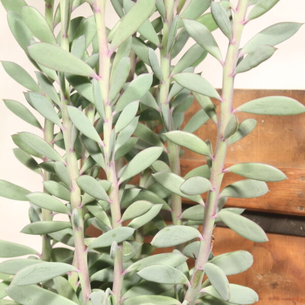 Senecio crassissimus gross – Bild 4