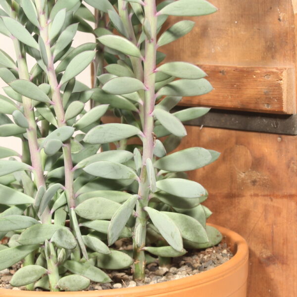 Senecio crassissimus gross – Bild 2