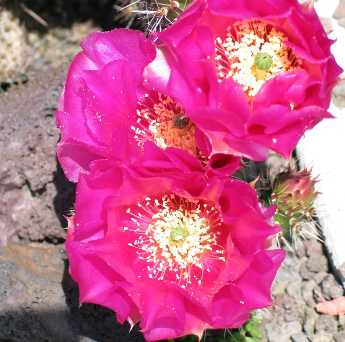 Opuntia "Heide"