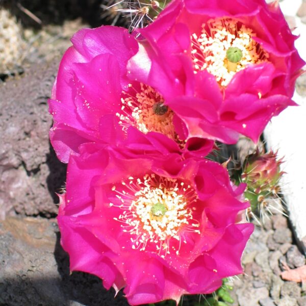 Opuntia "Heide"