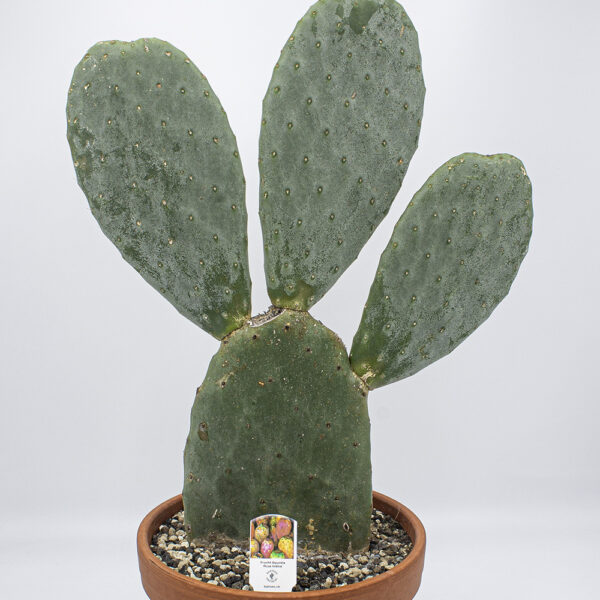 kaktus pin Cactus Affinity main image 0